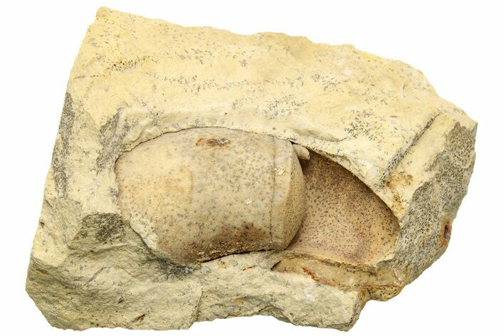 Ordovician Oncoceratid (Beloitoceras) Fossil - Wisconsin #215185